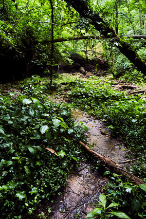 Forest small dirt trail through lush green forest plantsの写真素材