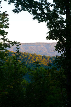 Image of tree-covered mountains with a large tree branch in the immediate foregroundの写真素材