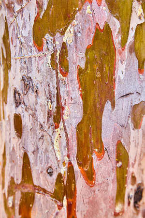 Red pink and tan wooden background peeling multicoloredの写真素材