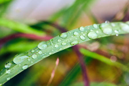 Macro details of water drops on grassの写真素材