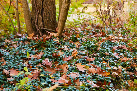 Fall forest ground cover with ivy and fall leaves with tree trunksの写真素材