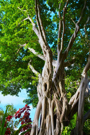 Vertical of tree of twisted branches and lush green leavesの写真素材