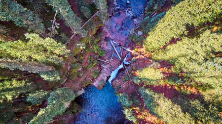 Aerial looking down at canyon gorge with red rocks and pine treesの写真素材
