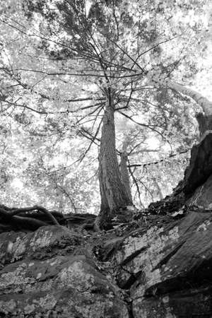 Black and white worms eye view of a treeの写真素材