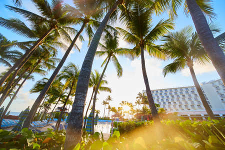 Landscape in tropics of palm trees next to resortの写真素材
