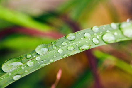 Dew collecting on blades of grassの写真素材