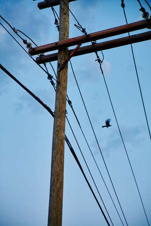 Bird flies over several telephone lines on a clear dayの写真素材