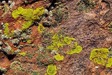 Texture of rock with moss and lichenの写真素材