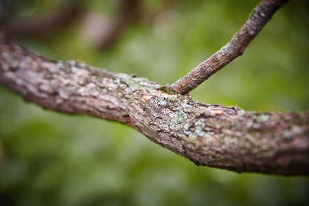 Close up of a brown twig against a green background