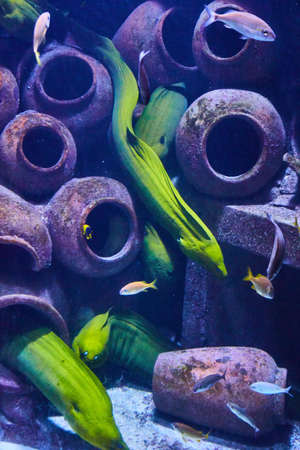 Green eel swimming around clay pots in aquariumの写真素材