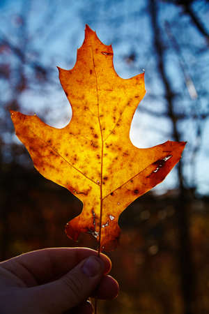 Sunlight shines through a yellow speckled leaf held in a light skinned hand