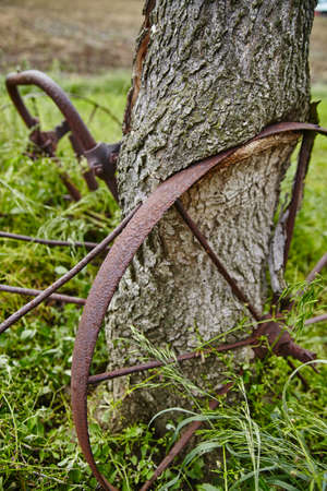 Brown rusted wagon wheel and farm parts lean against an old tree that has started to grow around the metalの写真素材