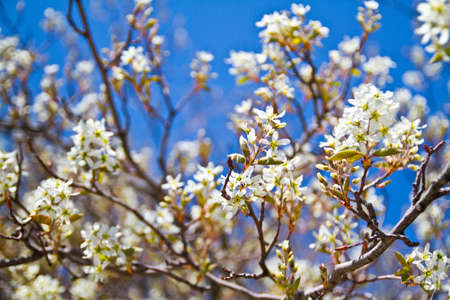 Budding white flowers cover a bush as the blue sky peeks through the bloomsの写真素材