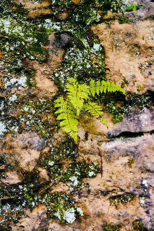 Fern and lichen growing on stone rock texture detailの写真素材