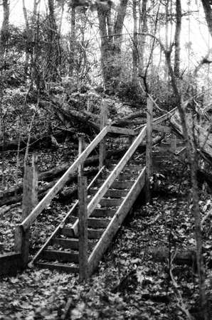 Wooden staircase covered in fallen leaves ascends through a forestの写真素材