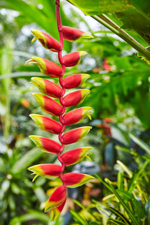 Red and green flower buds on a red strand surrounded by other plants in a botanical gardenの写真素材