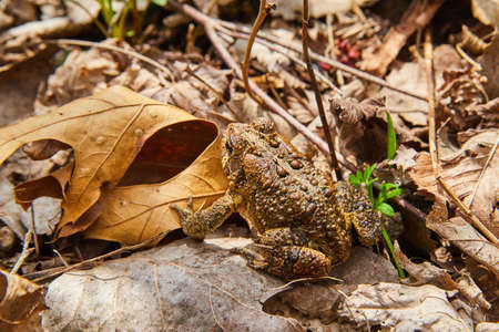Frog detail of back spots surrounded by fall leavesの写真素材