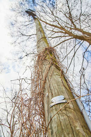 Vines growing up communication telephone pole in winterの写真素材