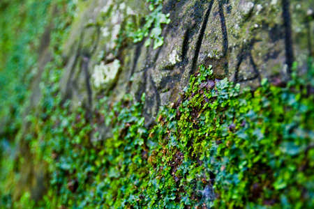 Hardy green moss growing up a rocky cliff faceの写真素材