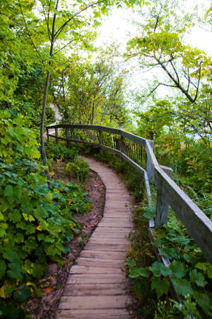 Curving wooden bridge in a green forest leads deeper