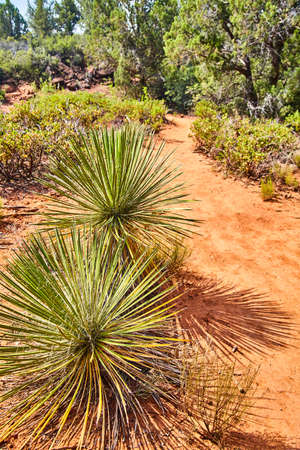 Spherical cacti along a red sand desert path Devils Bridgeの写真素材