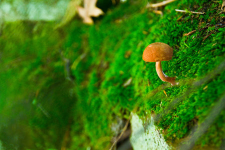 Small umbrella mushroom growing out of lush green moss on a rockの写真素材