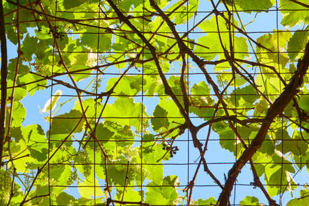 Metal fencing covered in green vines up close detailの写真素材
