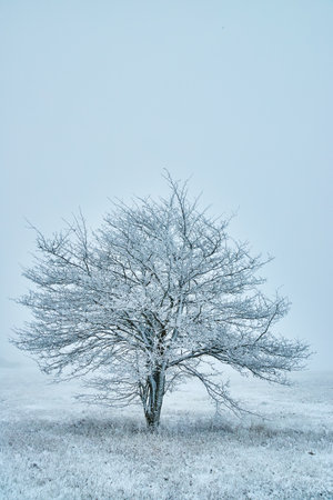 Large tree covered in snow crystals alone against plain skyの写真素材