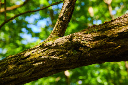 Macro of tree branch with light moss and green backgroundの写真素材