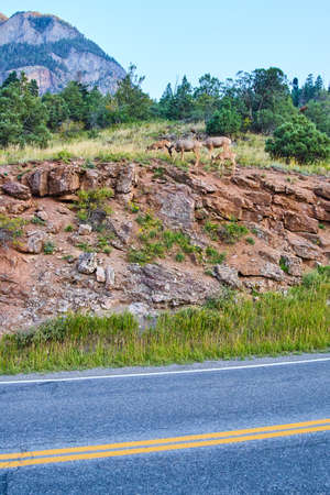 Group of deer by side of road in the mountainsの写真素材