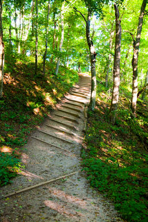 Log staircase in a forest leads deeperの写真素材
