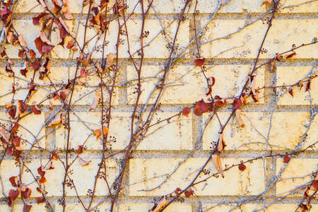 White brick wall with fall vines and read leavesの写真素材