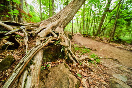 Detail of exposed roots of tree on rocks next to dirt pathの写真素材
