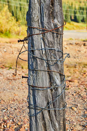 Wood tree trunk wrapped with metal wire against fall colorsの写真素材