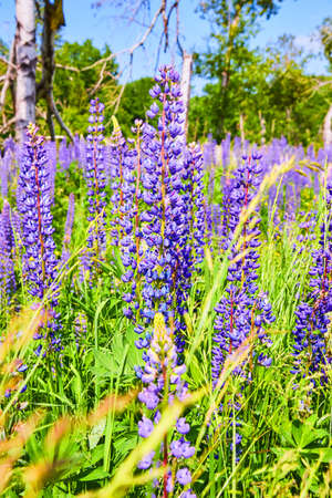 Large field of colorful purple flowersの写真素材