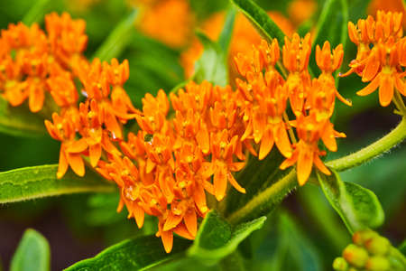 Detail of tiny orange flowers with green leavesの写真素材