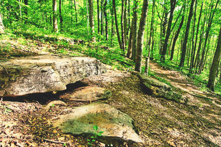 Stone bench in nature next to trail in the woodsの写真素材