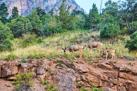Group of deer at top of cliffy hill with mountain in distanceの写真素材