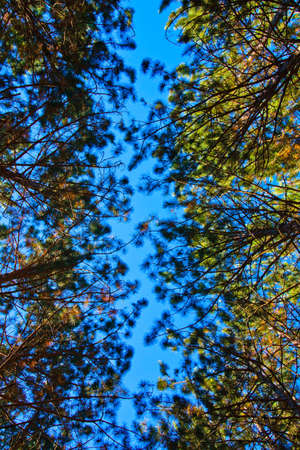 Worms eye view through leaves of tall trees reaching towards a blue skyの写真素材