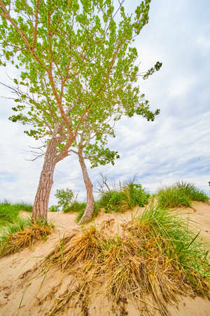 Sand and grasses by large tree at ground level of sand dunesの写真素材