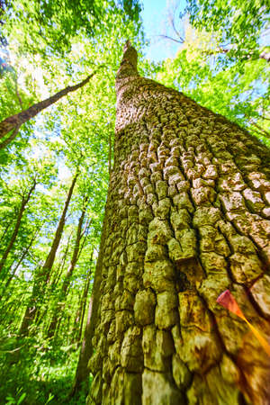 Detail of tree trunk bark looking up at forest with green leavesの写真素材