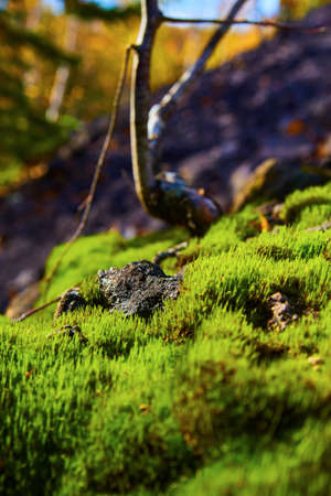 Macro shot of moss growing close-up and a twig in the background shaped like dousing rodの写真素材
