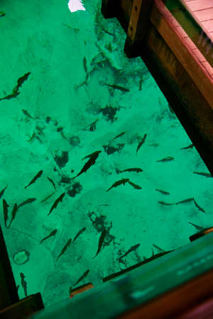 Open boat bottom reveals teal water with fish swimming underneath in the clear pond waters