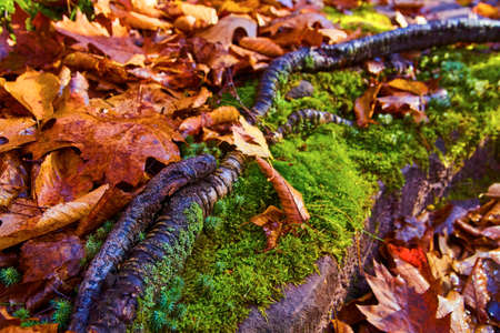 Brown leaves against a tree root against a moss-covered rock