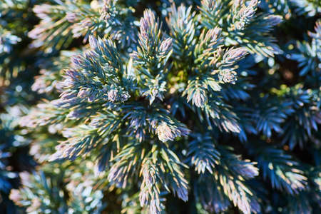 Green soft pine needles up close