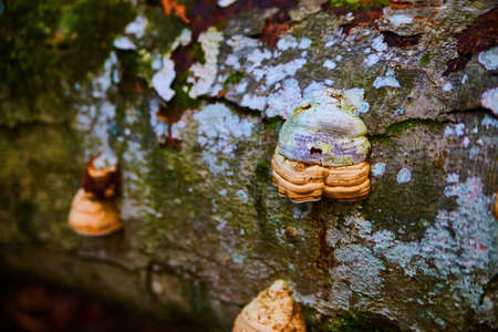 Macro close-up shot of mushrooms moss and mold growing on a decaying log
