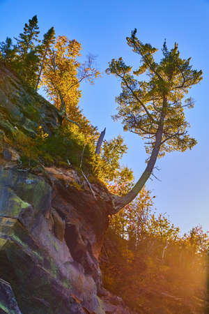 J shaped tree on a rocky cliff with a tree stump pointing up to the sky