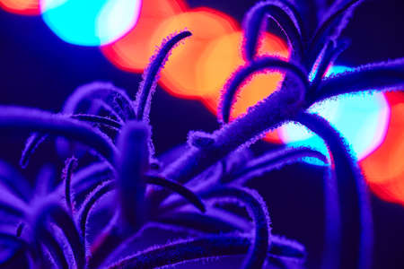 Fuzzy plant in a purple light with circles of light behind itの写真素材