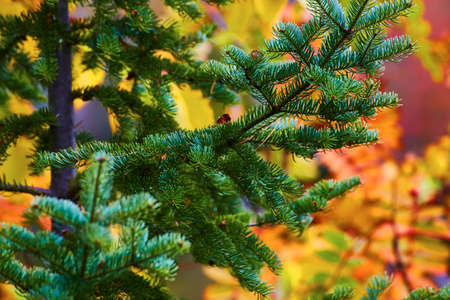 Close up macro shot of pine tree needles on a blurry pine tree with fall colors behind itの写真素材