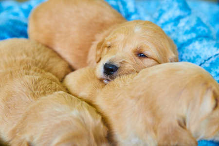 Close-up of golden retriever puppies cuddled together around blue blanketの写真素材